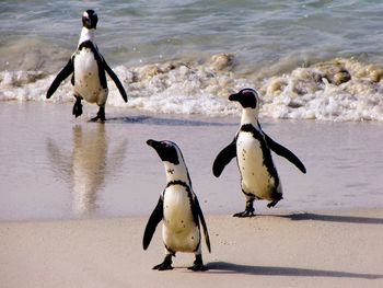 Penguin on beach