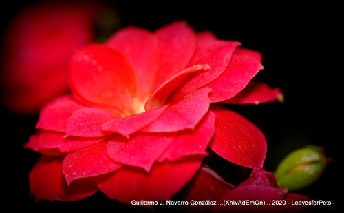 Close-up of red rose flower against black background