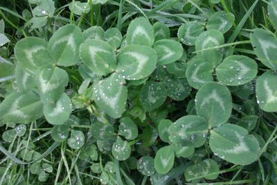 Full frame shot of green leaves