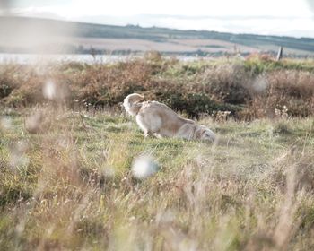 Side view of a dog on field golden retriever 