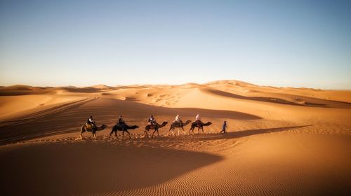 People riding camels at desert against clear sky