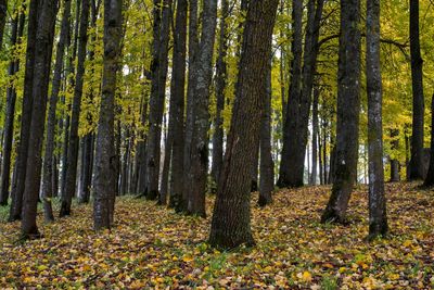 Trees growing in forest during autumn