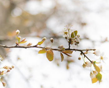 Close-up of cherry blossom on tree