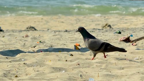 View of birds on beach