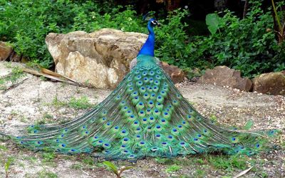 Close-up of peacock