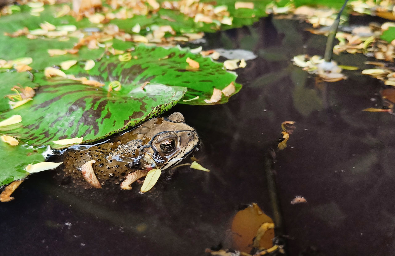 animal, animal themes, animal wildlife, water, reptile, wildlife, one animal, nature, leaf, frog, amphibian, plant part, lake, no people, true frog, high angle view, crocodile, day, outdoors, alligator, floating on water, wetland, floating, plant, environment, swimming, animal body part, green