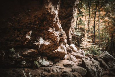 Scenic view of rocks in forest