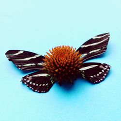 Close-up of flower over white background