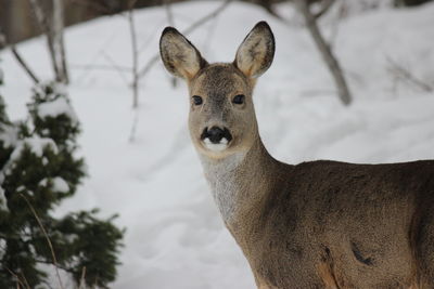 Close-up portrait of deer