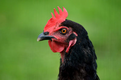 Profile image of our pet black chicken, mrs pepperpot. free range life.