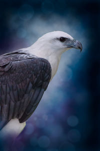 Close-up of a bird