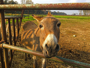 Portrait of lion standing on field