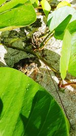 Close-up of insect on leaves