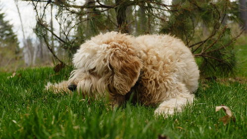 View of a dog on field