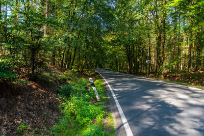 Road amidst trees in forest