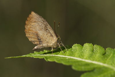 Close-up of butterfly on leaf