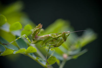 Close-up of insect on plant