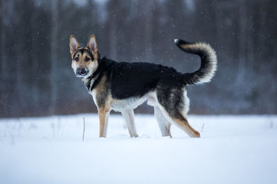 Portrait of dog in snow