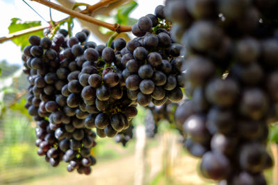 Close-up of grapes growing in vineyard