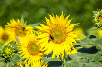 Close-up of bee on yellow flower