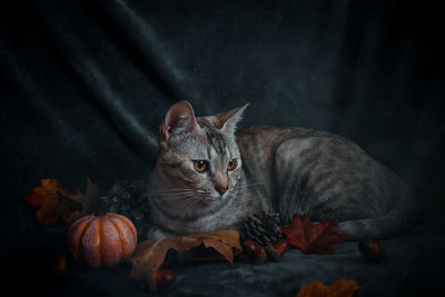 Close-up portrait of a cat