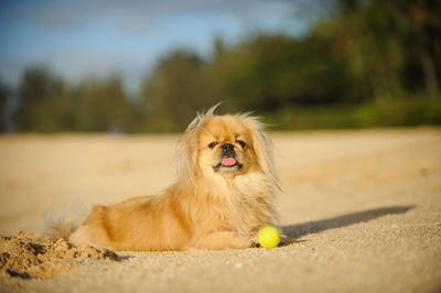 Dog looking away