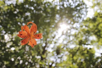 Low angle view of orange leaves on tree