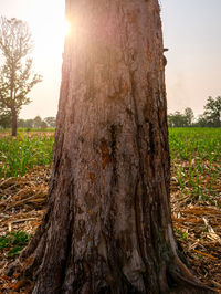 Tree trunk on field against sky