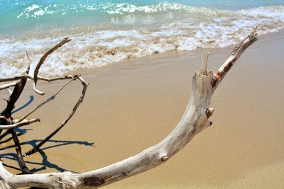 Driftwood on beach