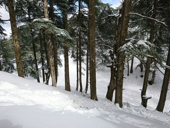 Trees in forest during winter