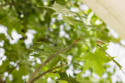 Low angle view of leaves on tree