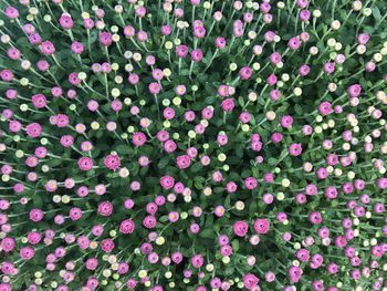 Full frame shot of pink flowering plants