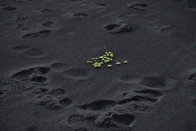 Flowers on sand