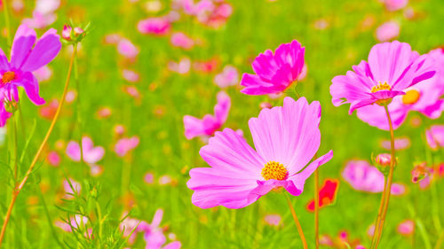 Close-up of pink flowering purple flowers on field