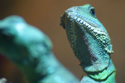 Close-up of object against blurred background