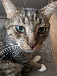 Close-up portrait of a cat