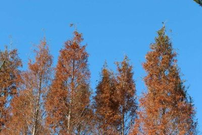 Low angle view of trees against blue sky