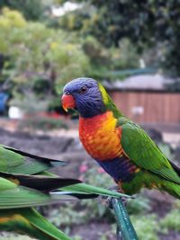 Close-up of parrot perching on tree