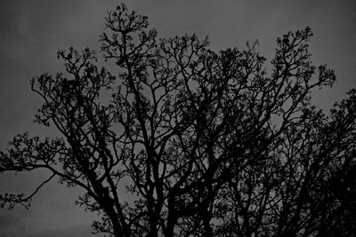 Low angle view of silhouette tree against sky at dusk