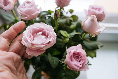 Close-up of a bouquet of pink roses in female hands