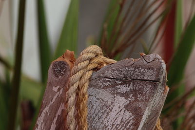 Close-up of two lizard on wood