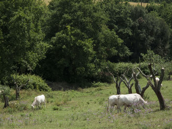 Sheep grazing on grassy field