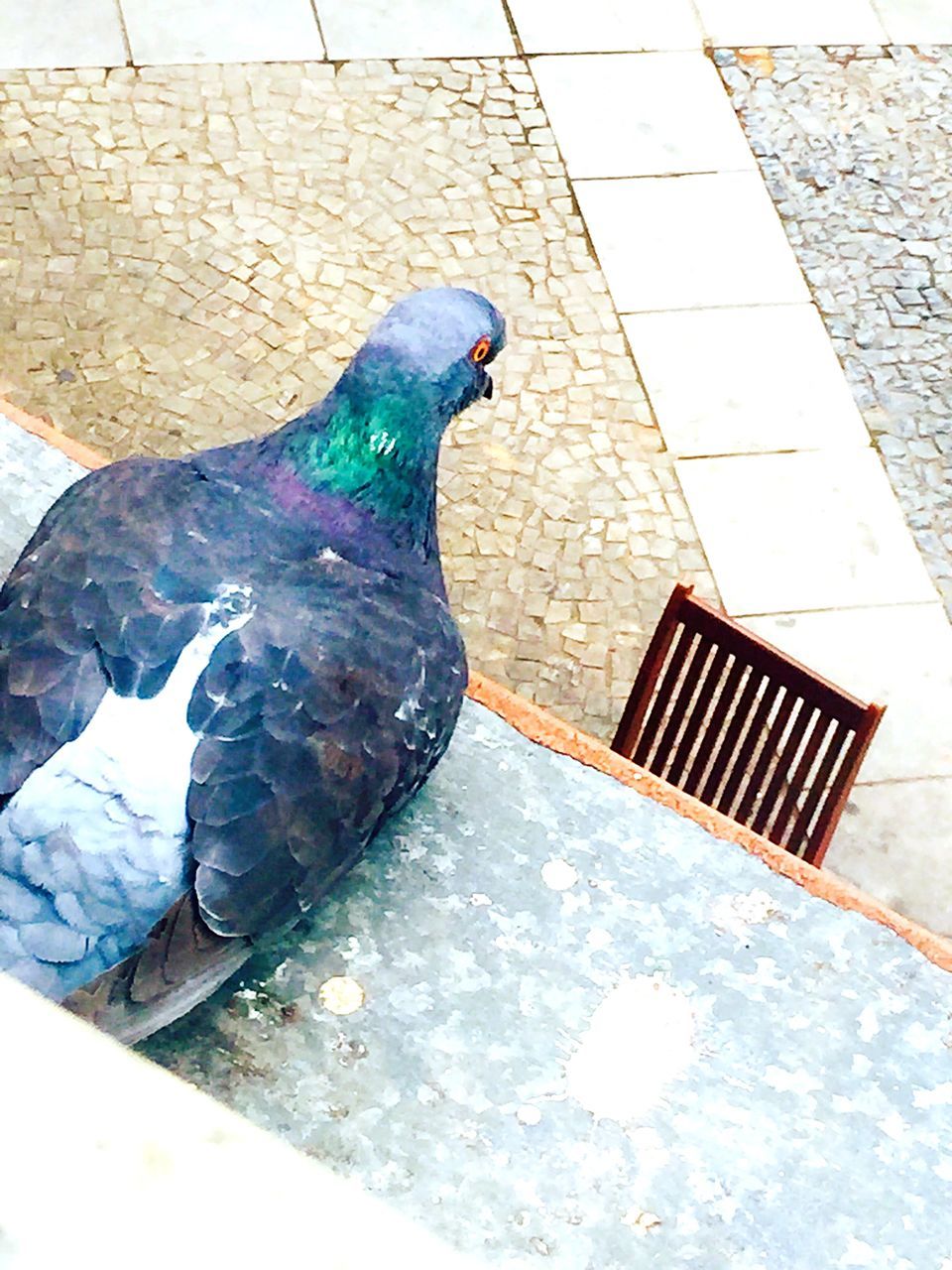 bird, animal themes, one animal, animals in the wild, pigeon, wildlife, full length, high angle view, perching, sidewalk, outdoors, street, day, no people, duck, side view, pavement, zoology, cobblestone, vertebrate