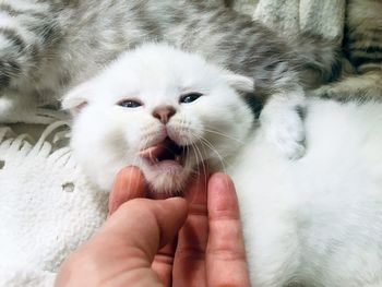 Cropped hand of person holding cat