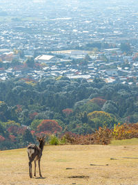 View of deer grazing on land