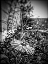 Close-up of flowers blooming on field