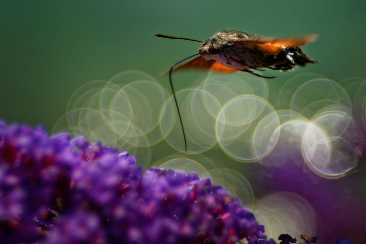 CLOSE-UP OF INSECT POLLINATING ON FLOWER