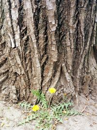 Close-up of tree trunk