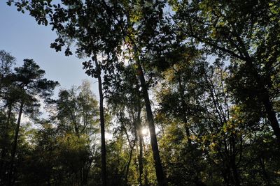 Low angle view of sunlight streaming through trees in forest