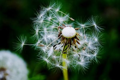 Close-up of dandelion on plant